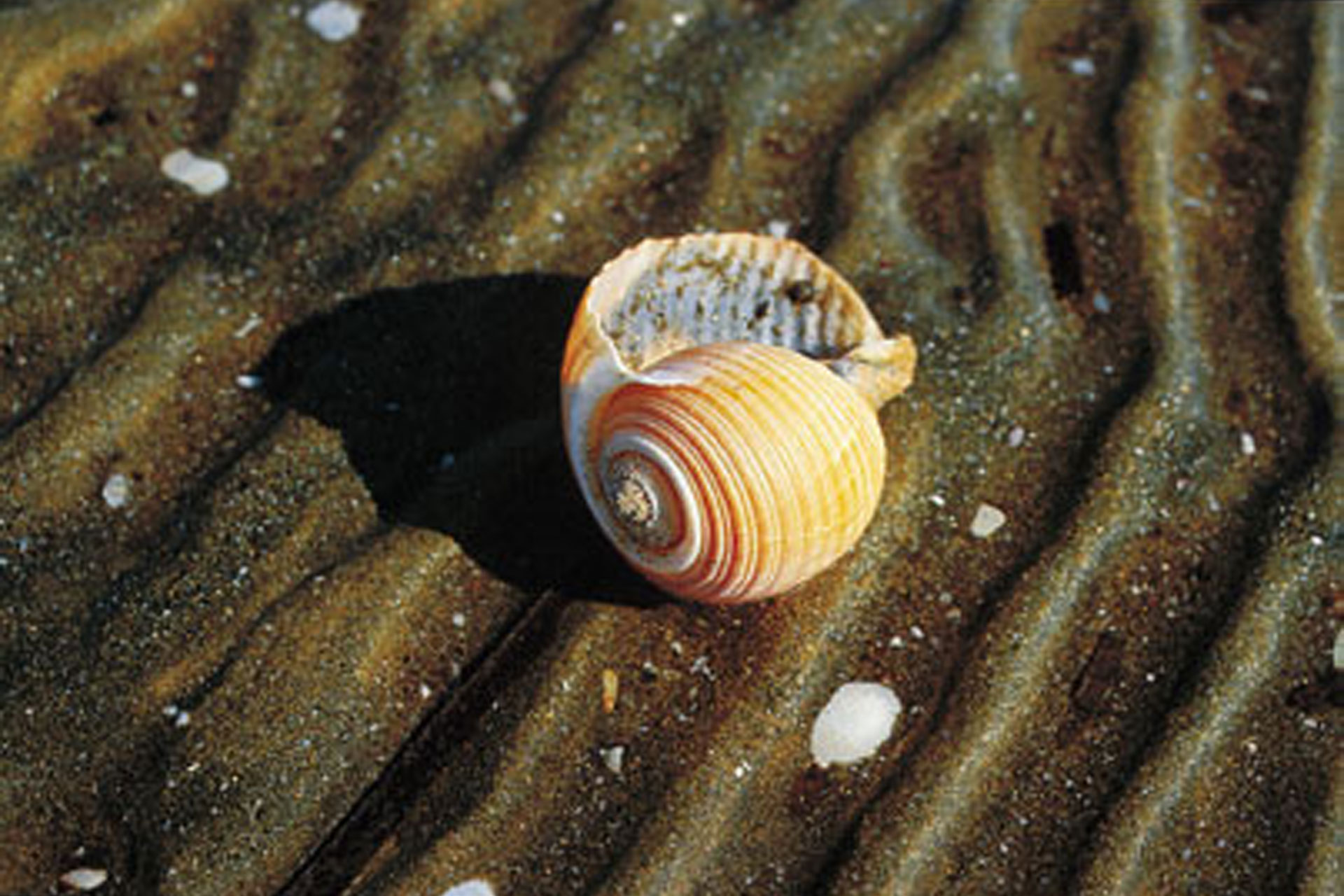 Sea Tourism